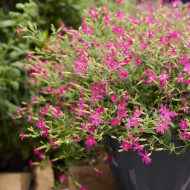 Silene Rosalyn