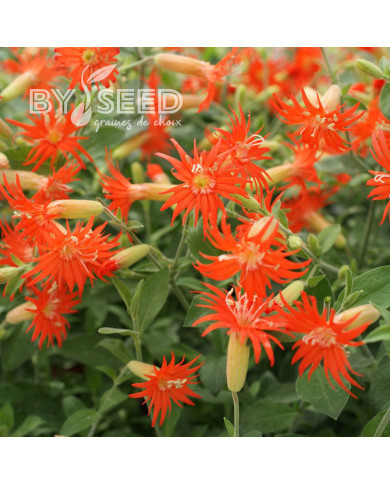 Silene Desert Glow