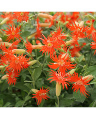 Silene Rosalyn