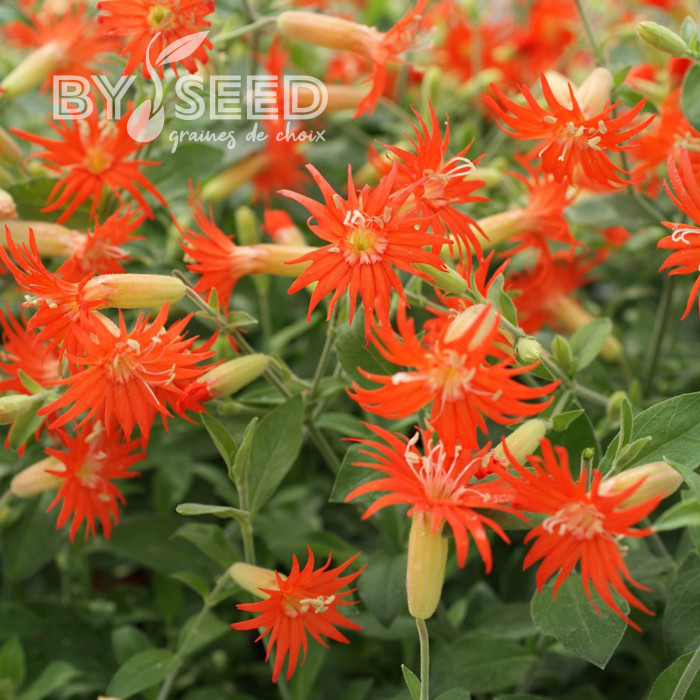 Silene Desert Glow