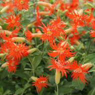 Silene Desert Glow