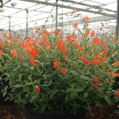 Silene Desert Glow