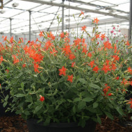 Silene Desert Glow