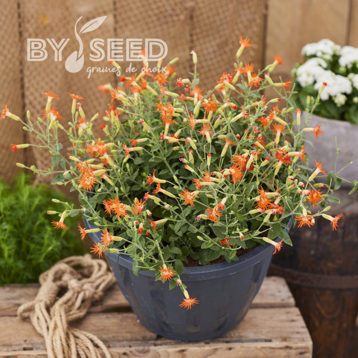 Silene Desert Glow