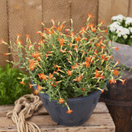 Silene Desert Glow