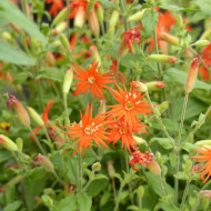 Silene Desert Glow