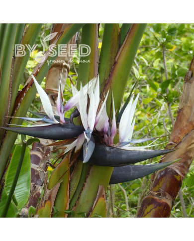 Strelitzia nicolai
