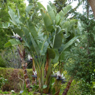 Strelitzia nicolai