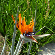 Strelitzia reginae Oiseau de Paradis
