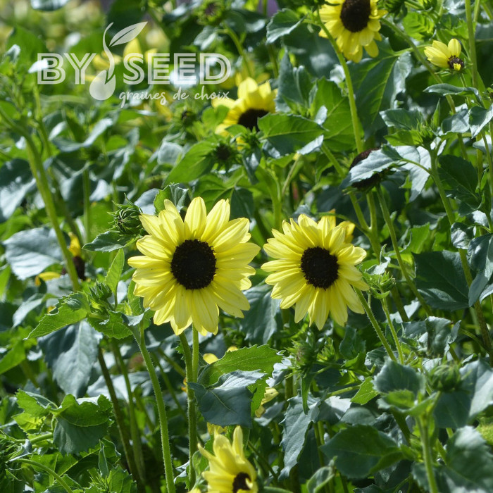 Tournesol debilis Soluna Lemon