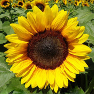 Tournesol Pro-Cut® F1 Brilliance