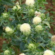 Carthame des teinturiers White Grenade