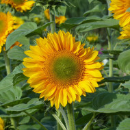 Tournesol Pro-Cut® F1 Gold Lite DMR