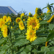 Tournesol Pro-Cut® F1 Gold Lite DMR