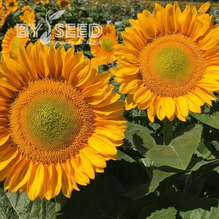 Tournesol Pro-Cut® F1 Gold Lite DMR