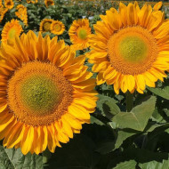 Tournesol Pro-Cut® F1 Gold Lite DMR
