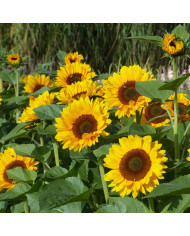 Tournesol Pro-Cut® F1 Gold Lite DMR