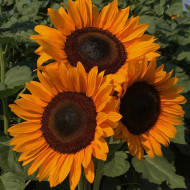 Tournesol Pro-Cut® F1 Orange DMR