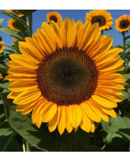 Tournesol Pro-Cut® F1 Plum