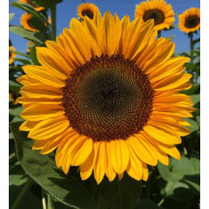 Tournesol Pro-Cut® F1 Orange Excel