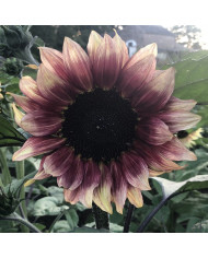 Tournesol Pro-Cut® F1 White Lite