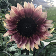 Tournesol Pro-Cut® F1 Plum