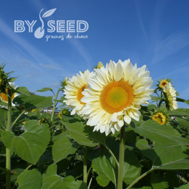 Tournesol Pro-Cut® F1 White Lite
