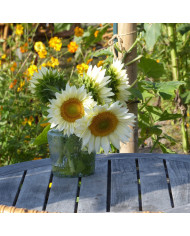 Tournesol Pro-Cut® F1 Plum
