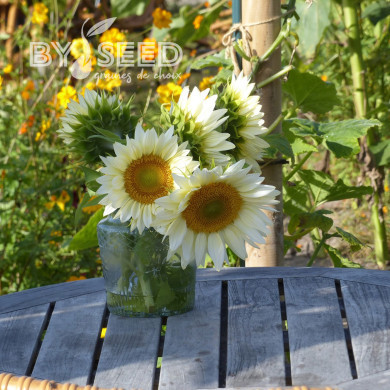 Tournesol Pro-Cut® F1 White Lite