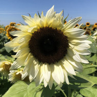 Tournesol Pro-Cut® F1 White Nite