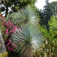 Yucca rostrata