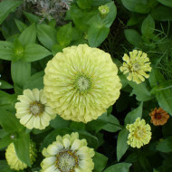Zinnia Queen Pure Lime