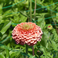 Zinnia à fleur de dahlia Benary's Giant Salmon-Rose