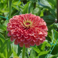 Zinnia à fleur de dahlia Benary's Giant Salmon-Rose