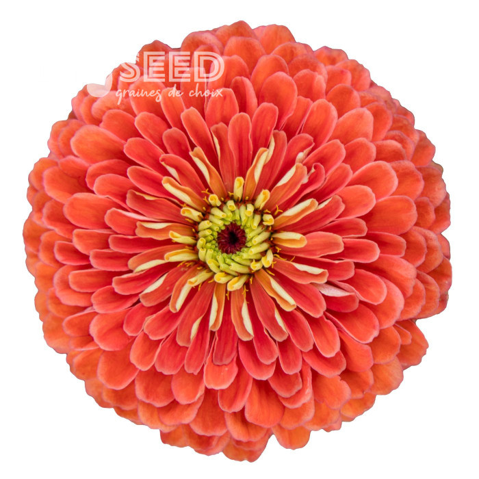Zinnia à fleur de dahlia Benary's Giant Salmon-Rose