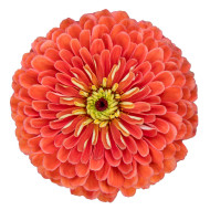 Zinnia à fleur de dahlia Benary's Giant Salmon-Rose