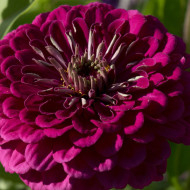 Zinnia à fleur de dahlia Benary's Giant Wine