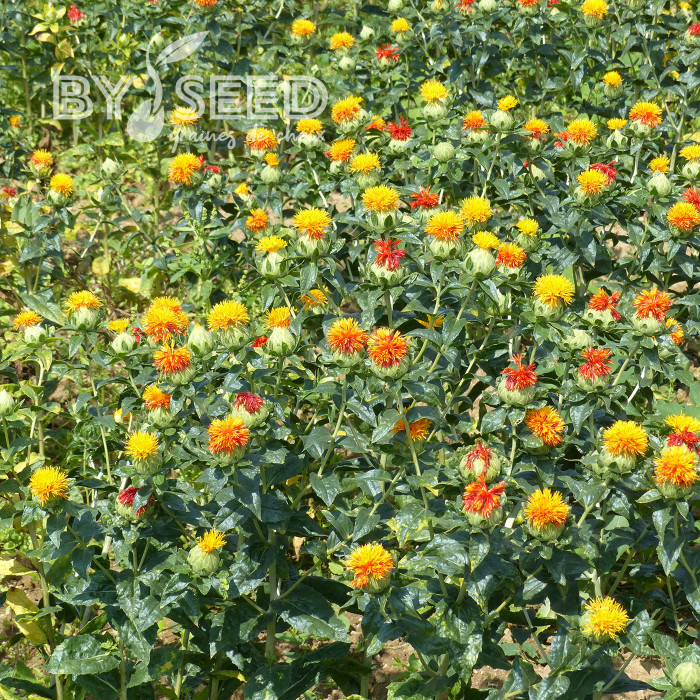 Carthame des teinturiers Zanzibar Orange