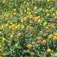 Carthame des teinturiers Zanzibar Orange