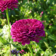 Zinnia à fleur de dahlia Benary's Giant Wine