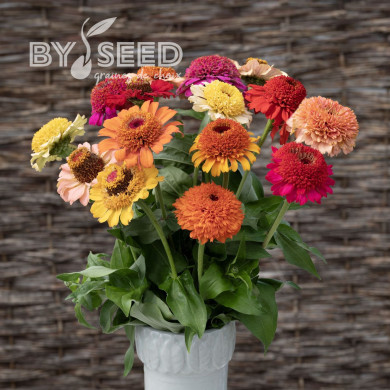 Zinnia à fleur de scabieuse Crestar! Mix