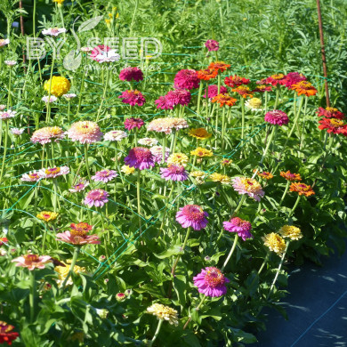 Zinnia à fleur de scabieuse Crestar! Mix