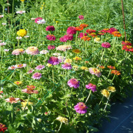 Zinnia à fleur de scabieuse Crestar! Mix