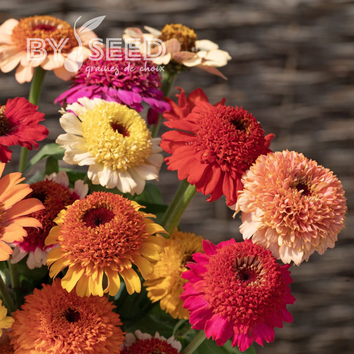 Zinnia à fleur de scabieuse Crestar! Mix