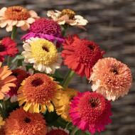 Zinnia à fleur de scabieuse Crestar! Mix