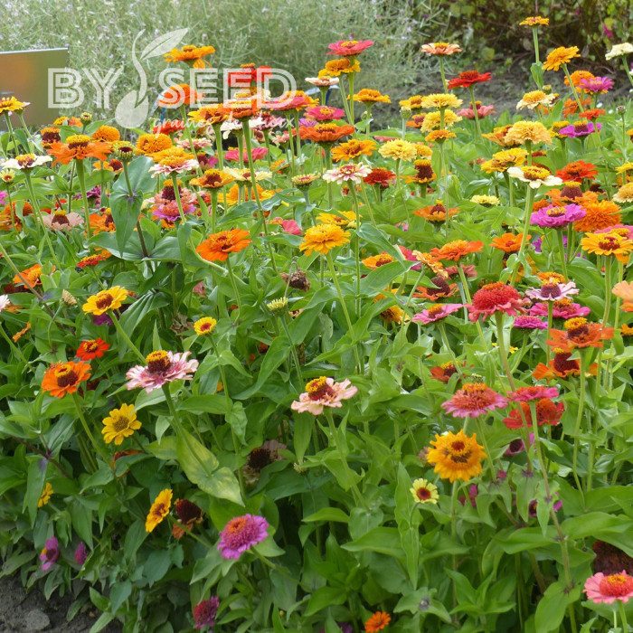 Zinnia à fleur de scabieuse Crestar! Mix