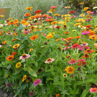 Zinnia à fleur de scabieuse Crestar! Mix