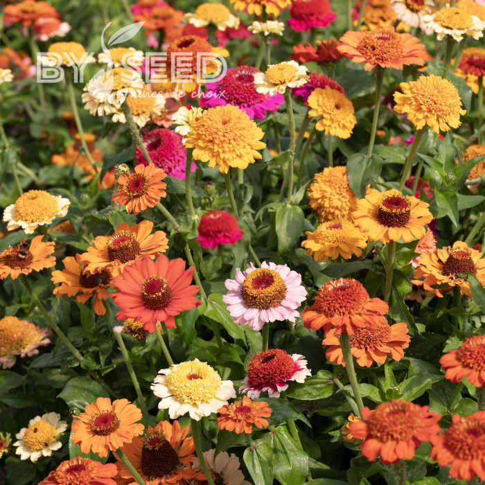 Zinnia à fleur de scabieuse Crestar! Mix