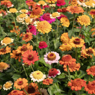 Zinnia à fleur de scabieuse Crestar! Mix