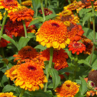 Zinnia à fleur de scabieuse Zinderella Zest